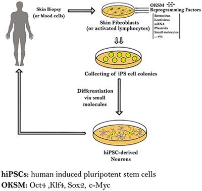 Modeling Human Neurological and Neurodegenerative Diseases: From Induced Pluripotent Stem Cells to Neuronal Differentiation and Its Applications in Neurotrauma